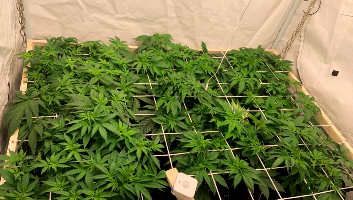 Wie man die Streckung von Cannabispflanzen kontrolliert: SCROG Scrogging verhindert nicht nur die Dehnung, sondern trägt auch zur Ertragssteigerung bei.