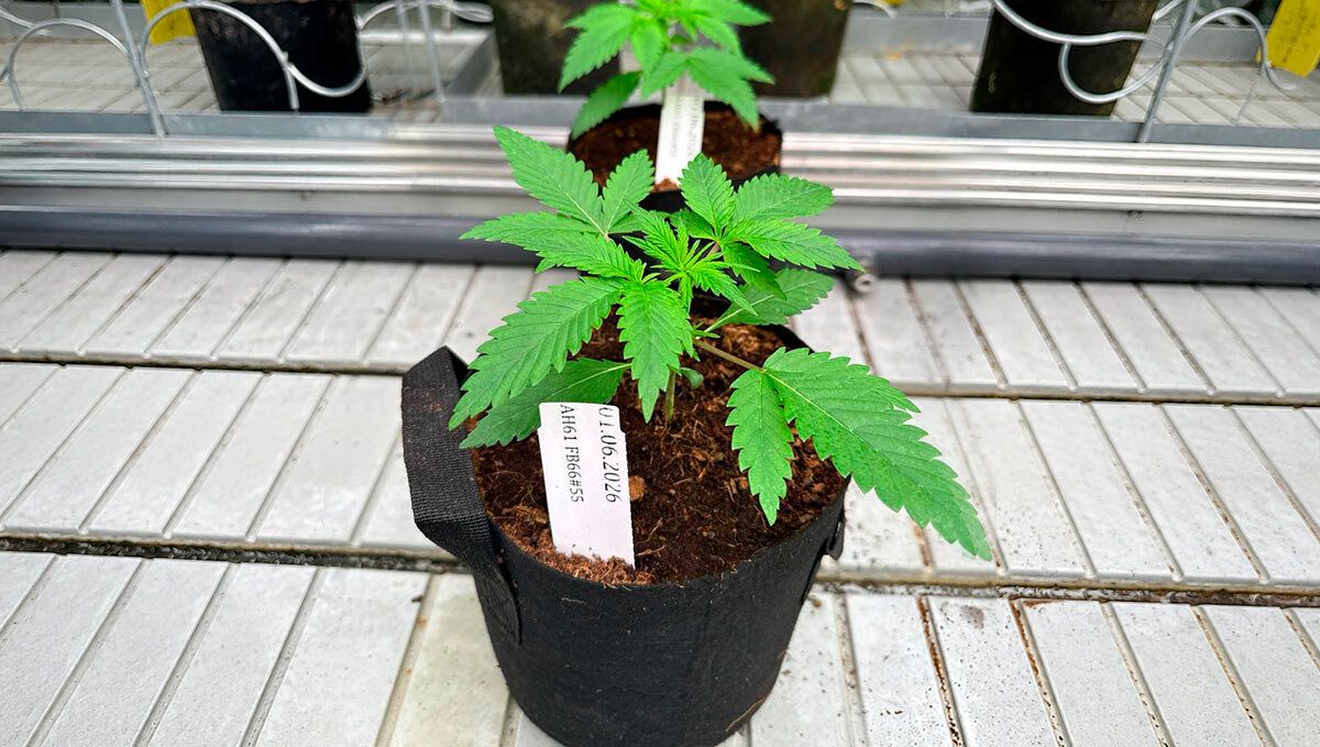 Cherry Cola Auto