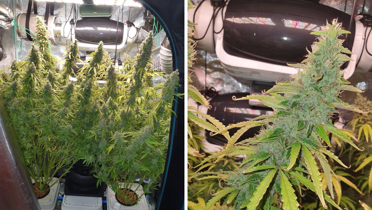 Pineapple Express Auto cannabis strain: ripening and harvest | weeks 10+ | two tall and stretchy plants in a DWC system and a closeup of a spear-shaped bud Pineapple Express Auto cannabis strain: ripening and harvest | weeks 10+ | two tall and stretchy plants in a DWC system and a closeup of a spear-shaped bud