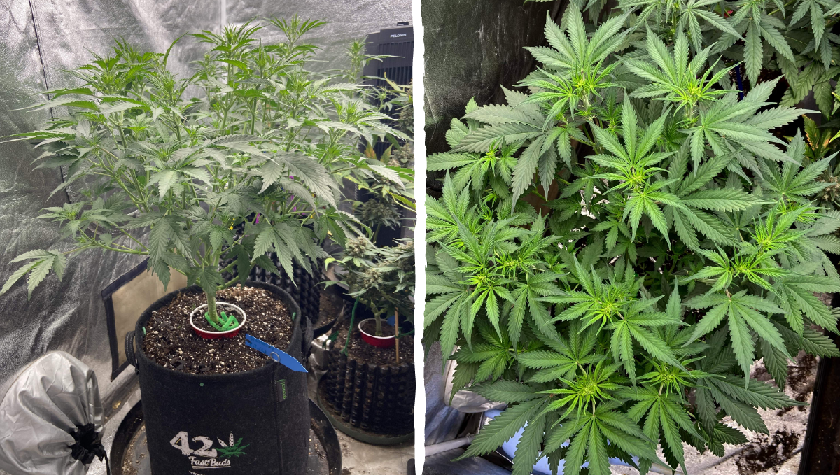 Blueberry auto week-by-week guide: vegetative stage week 3 Blueberry auto week-by-week guide: vegetative stage week 3