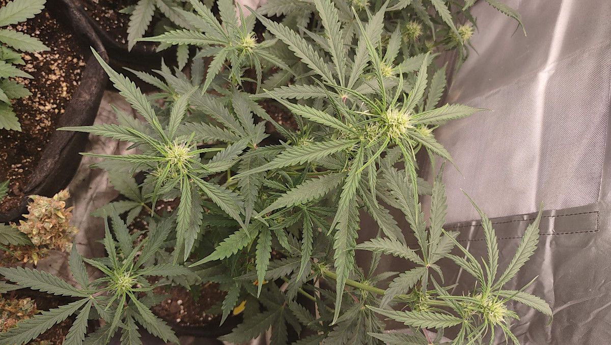 Frosted Guava Auto cannabis strain: transition (pre-flower) | week 5 | a small indoor autoflower with a few tops