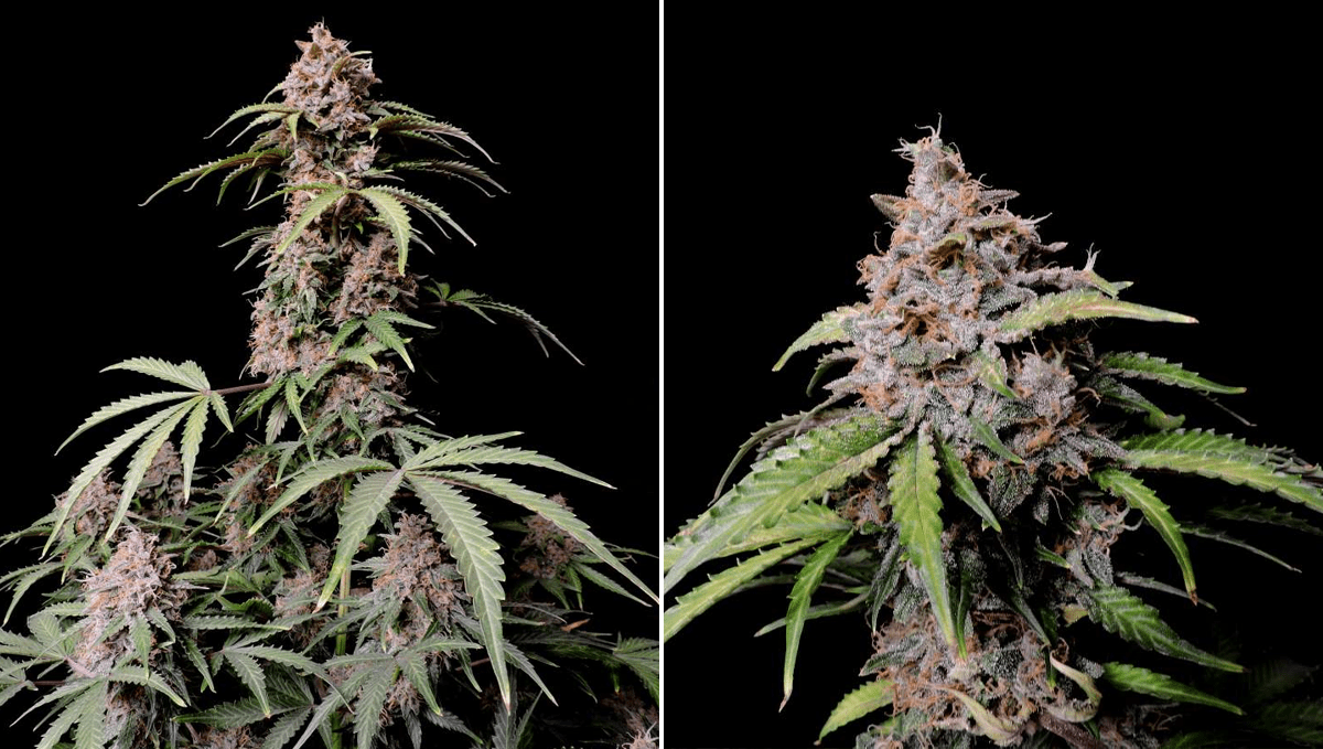 Die Top 5 Besten Sativa Autoflower Sorten: Amnesia Z Auto