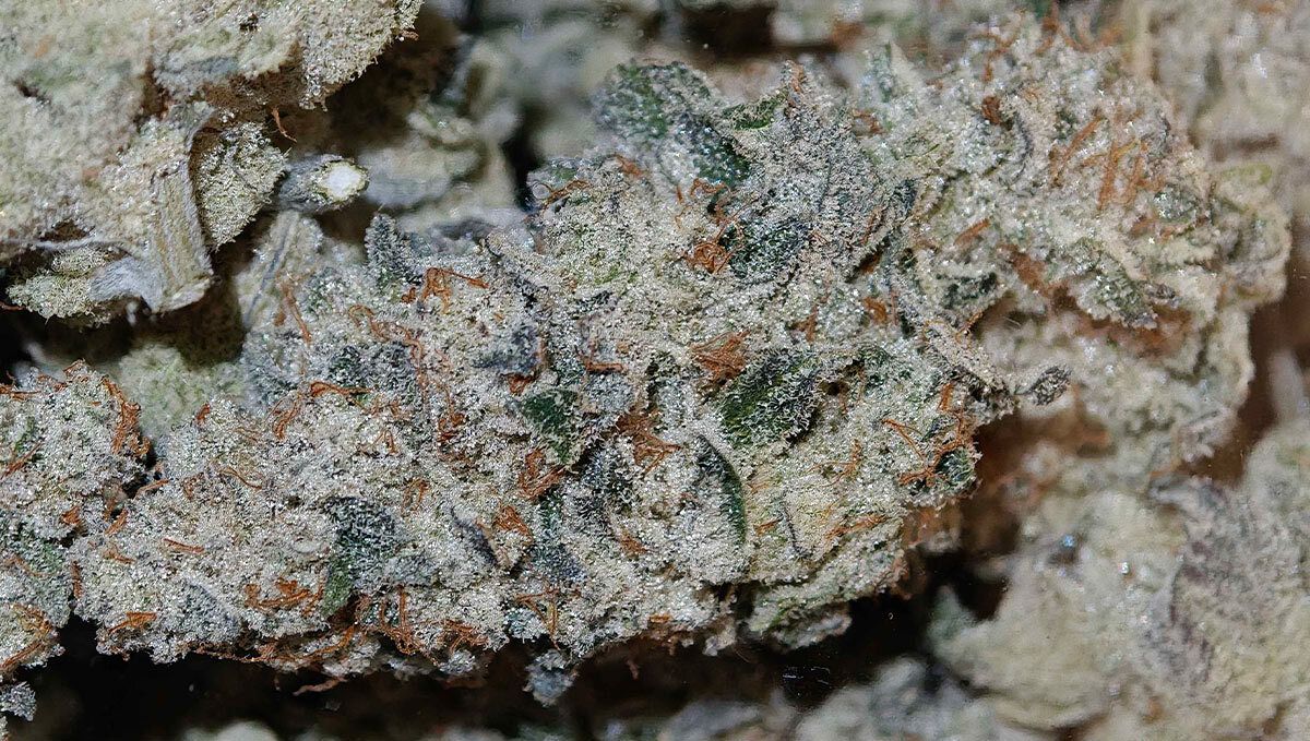 202.jpg Biscotti Gelato
