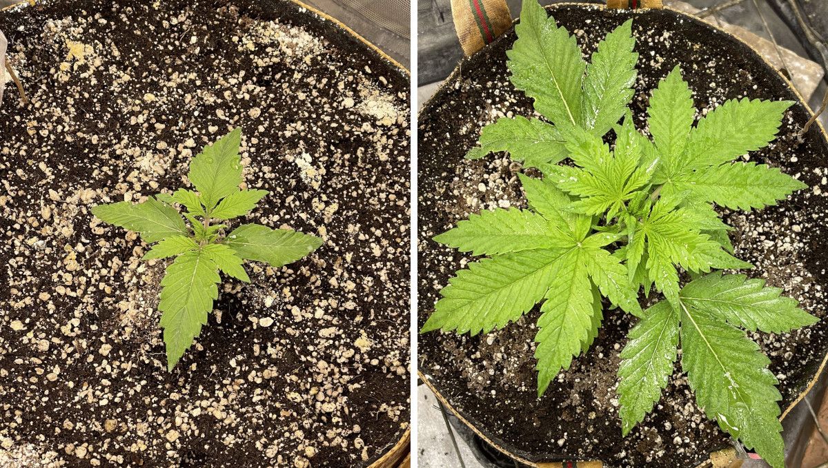 Banana Purple Punch Auto Cannabissorte: frühe Vegetation | Woche 2 | Fortschritt der Autoflower in Woche 2 Banana Purple Punch Auto Cannabissorte: frühe Vegetation | Woche 2 | Fortschritt der Autoflower in Woche 2