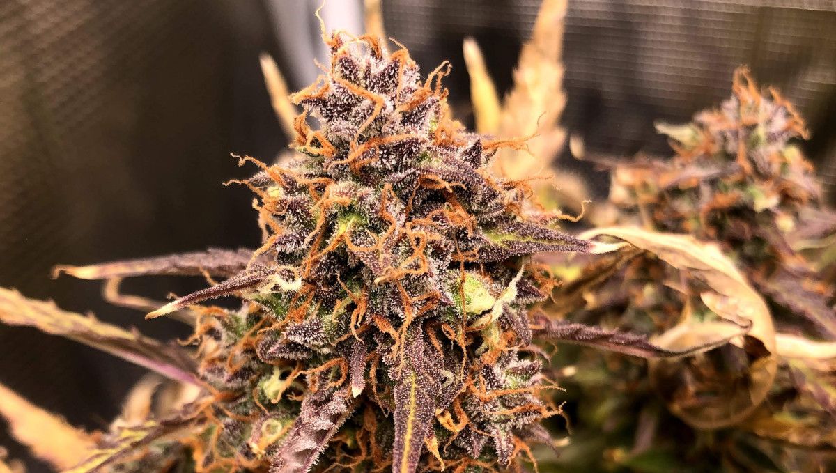 Critical Kush Auto cannabis strain: ripening and harvest | weeks 10 | a purple and frosty bud with orange pistils