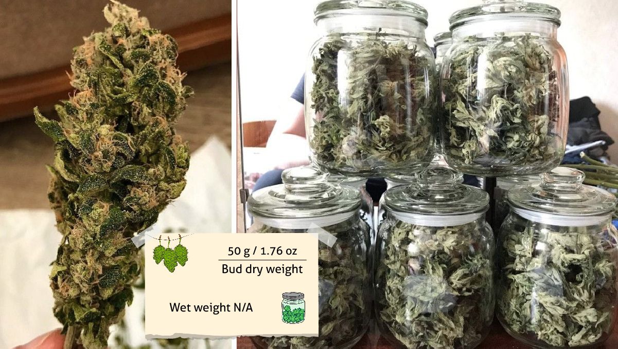 Vanilla Kush cannabis strain: yield and smoke report Vanilla Kush cannabis strain: yield and smoke report