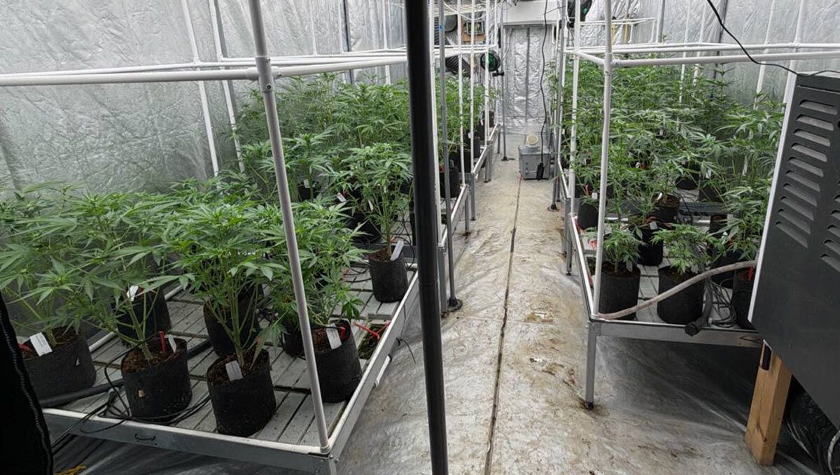Pre-Pollination Defoliation