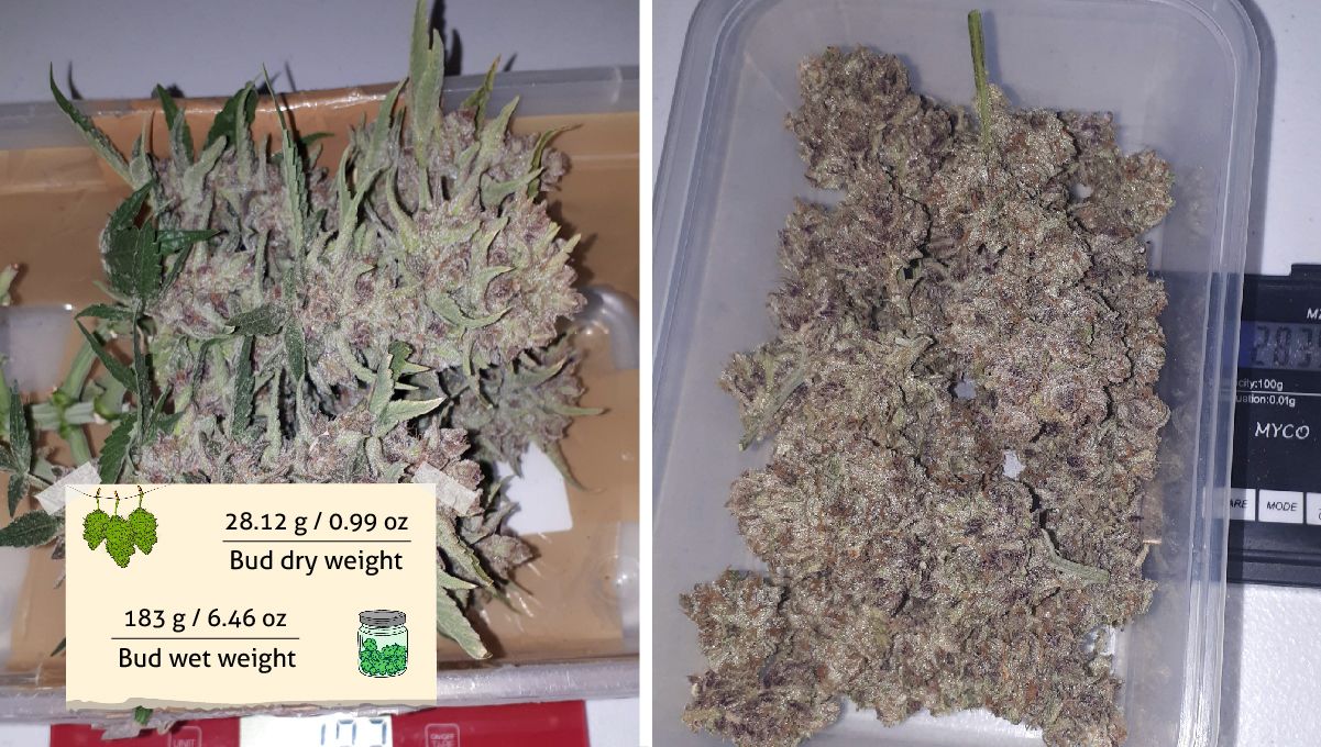 Strawberry Pie Auto Cannabis Strain Week-by-Week Guide: Freshly cut marijuana colas and the same buds dried and cured Strawberry Pie Auto Cannabis Strain Week-by-Week Guide: Freshly cut marijuana colas and the same buds dried and cured