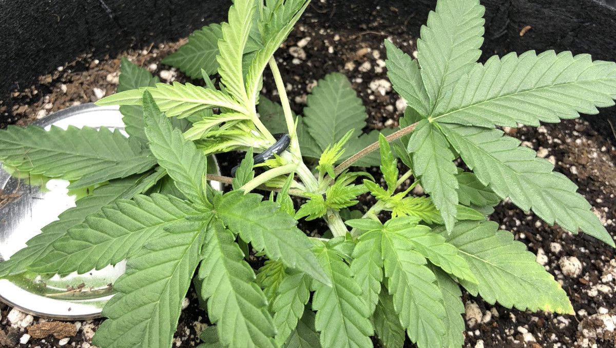 Girl Scout Cookies Auto Cannabis Strain Week-by-Week Guide: The tie-down (LST) method applied on a short and compact cannabis plant grown indoors Girl Scout Cookies Auto Cannabis Strain Week-by-Week Guide: The tie-down (LST) method applied on a short and compact cannabis plant grown indoors