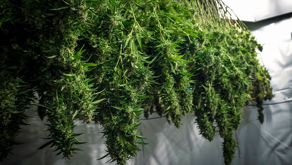 Blueberry auto week-by-week guide: harvest Blueberry auto week-by-week guide: harvest