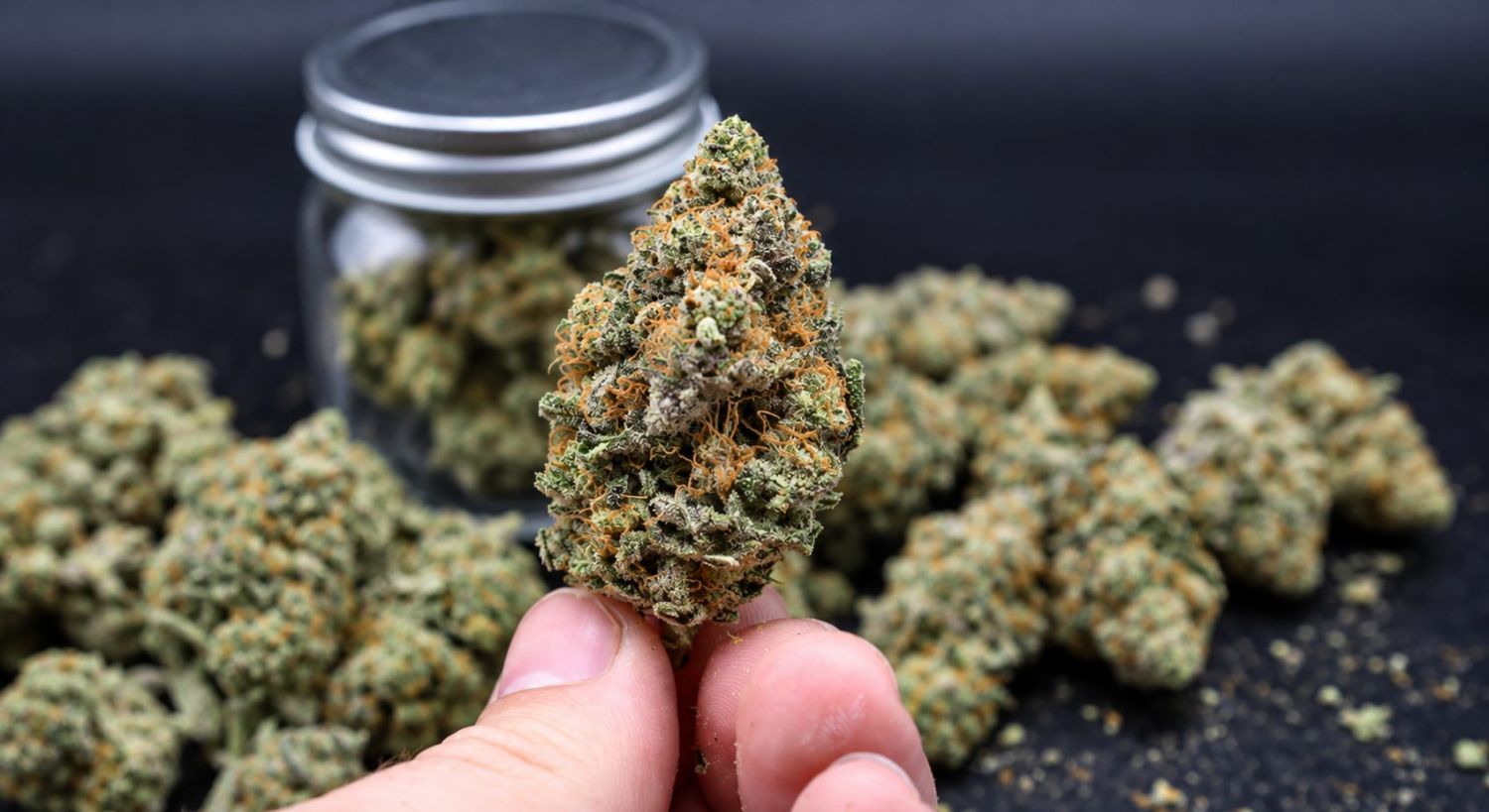 How to harvest autoflowers: cured buds How to harvest autoflowers: cured buds