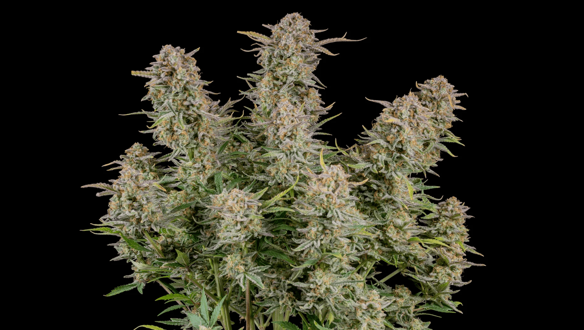 Top 5 der besten Autoflower-Sorten für Sex: Bruce Banner Auto von Fast Buds
