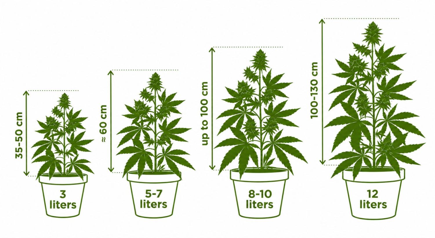 10 Almindelige Myter Om Autoflowering Cannabisplanter: Potterstørrelse