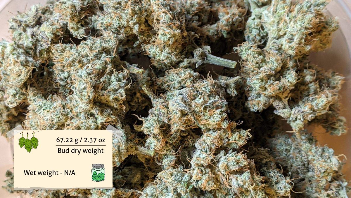 Forbidden Runtz Auto Cannabis Strain Week-by-Week Guide: A closeup of a bunch of dried marijuana flowers Forbidden Runtz Auto Cannabis Strain Week-by-Week Guide: A closeup of a bunch of dried marijuana flowers