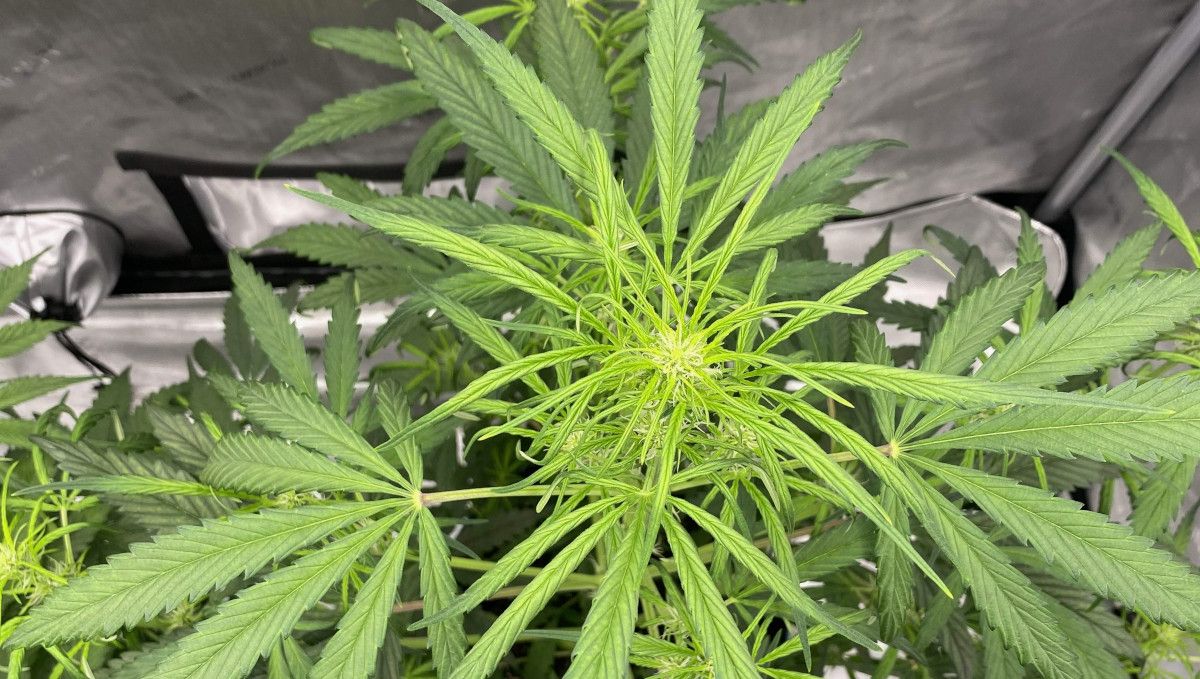 Gorilla Punch Auto cannabis strain: transition (pre-flower) | week 5 | a top of a weed plant at the beginning of flowering