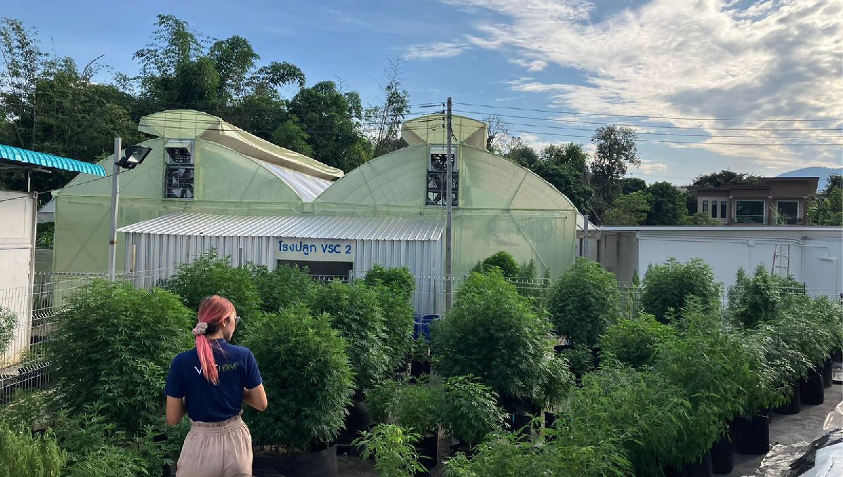 Features of growing cannabis in Thailand: Outdoors Features of growing cannabis in Thailand: Outdoors