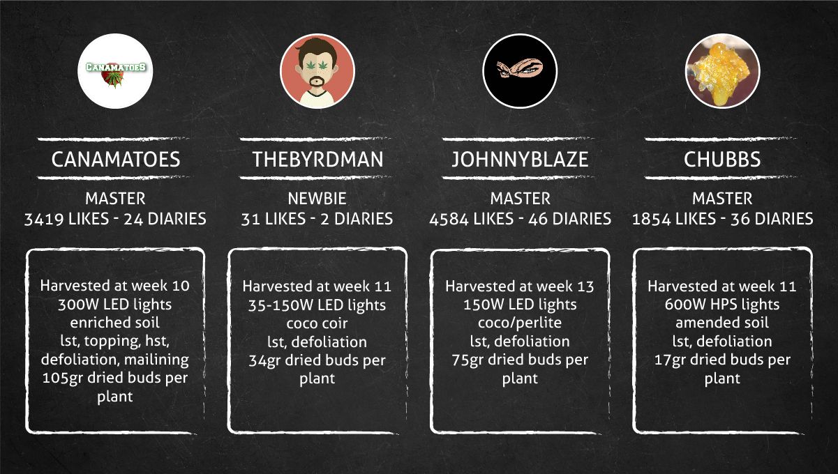 Forbidden Runtz Auto Cannabis Strain Week-by-Week Guide: Setup characteristics, yield figures, and other data Forbidden Runtz Auto Cannabis Strain Week-by-Week Guide: Setup characteristics, yield figures, and other data