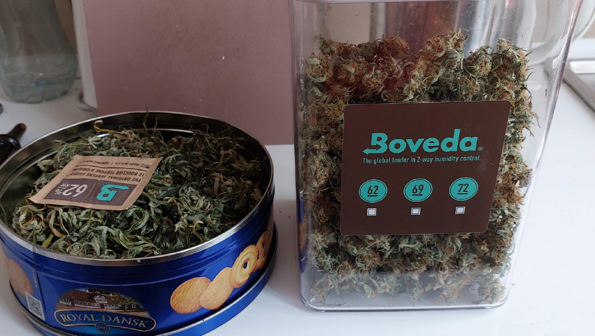 Bruce banner auto cannabis strain: yield and smoke report Bruce banner auto cannabis strain: yield and smoke report