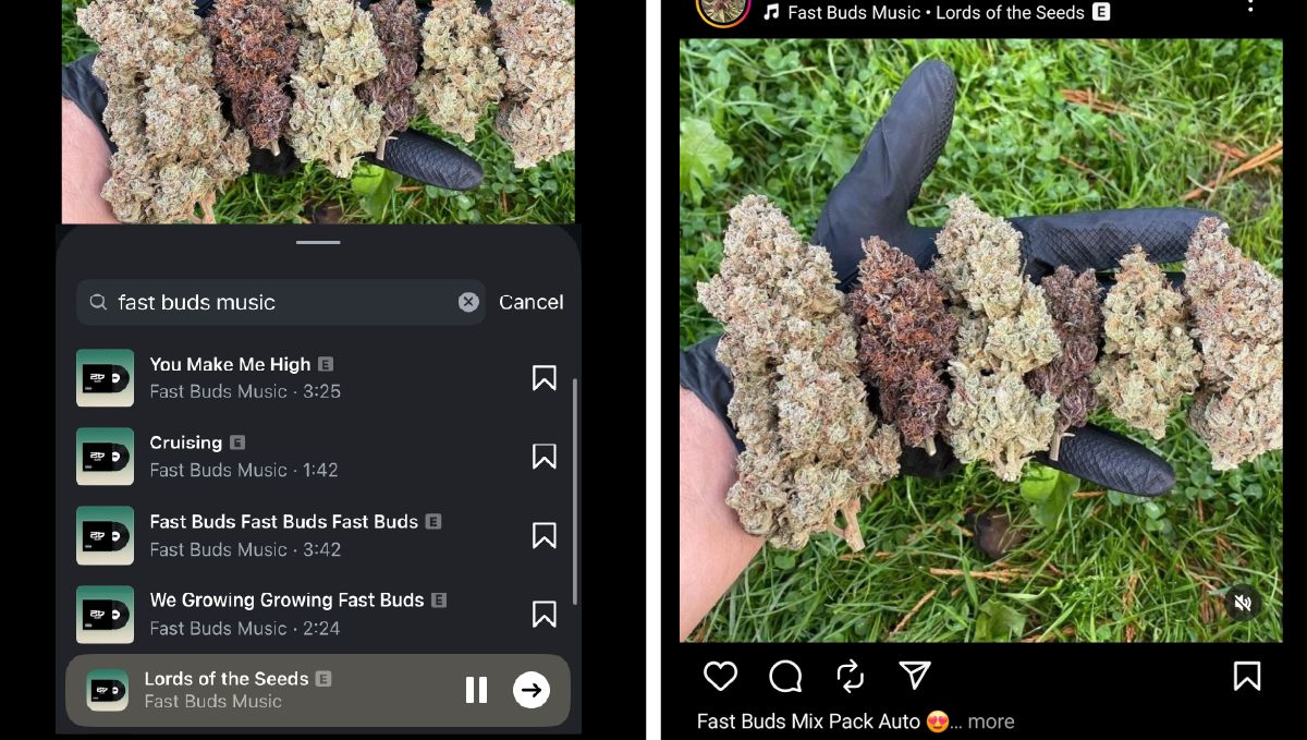 col38.jpg Музиката на Fast Buds е налична в Spotify за градинари, които се наслаждават на отглеждането на растения.