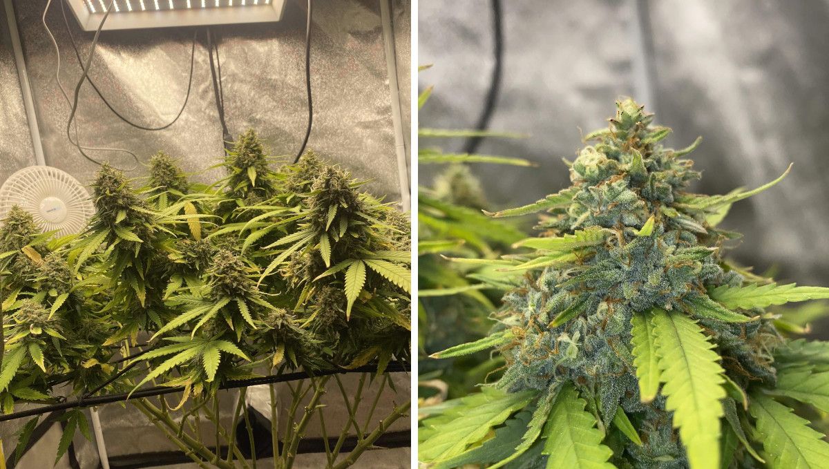 Wedding Cheesecake FF cannabis strain: ripening and harvest | weeks 12 | a weed plant maturing in ScrOG Wedding Cheesecake FF cannabis strain: ripening and harvest | weeks 12 | a weed plant maturing in ScrOG