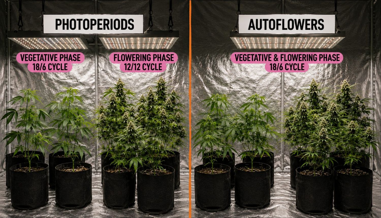 How to grow weed at home: photoperiods vs autoflowers