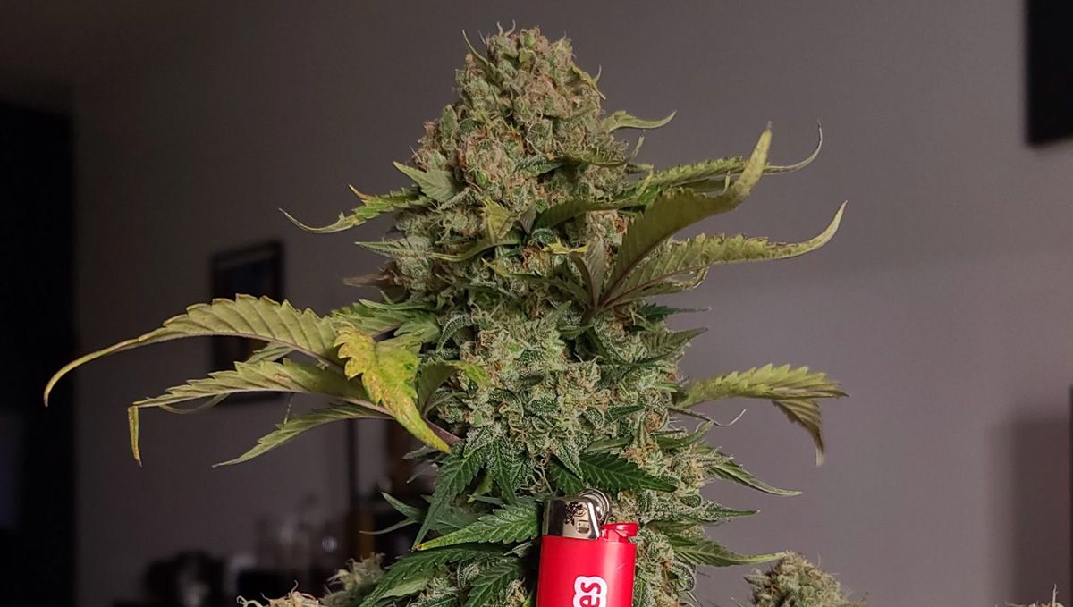 Five shortest autoflower strains: afghan kush auto