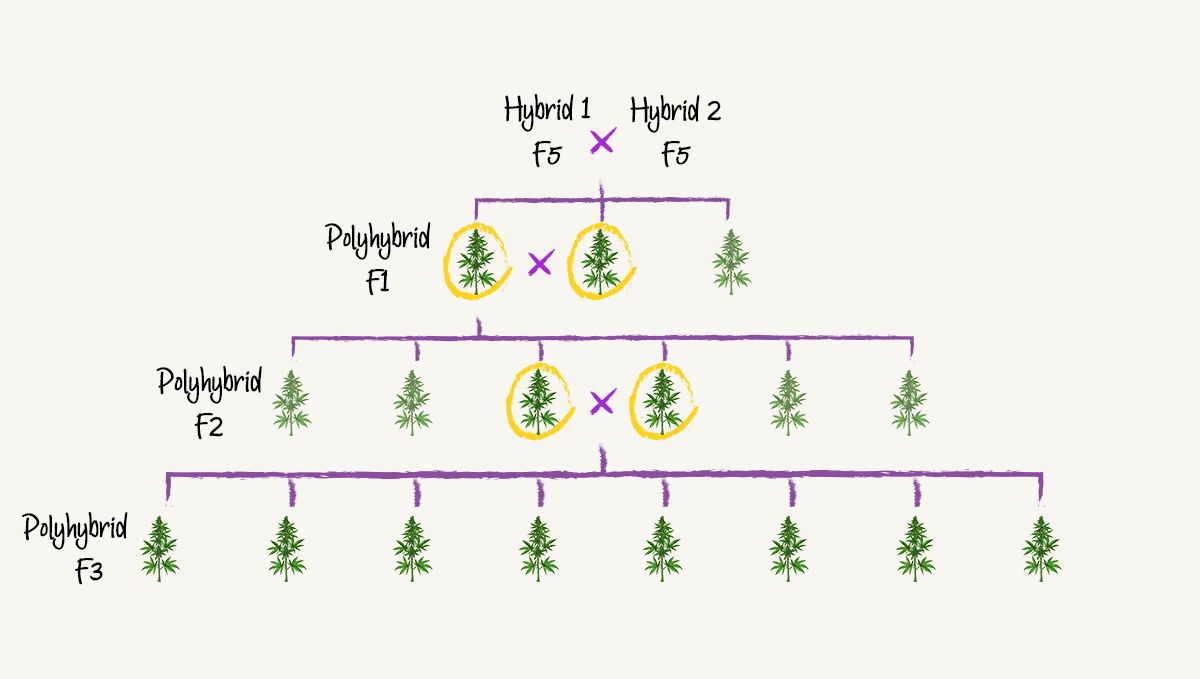 Banana Purple Punch Auto 3 (1).jpg polyhybrid breeding