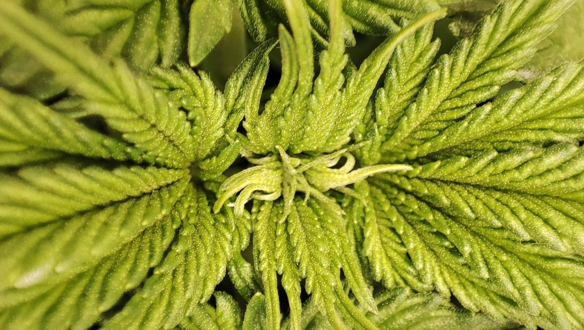 Orange Sherbet FF cannabis strain: transition (pre-flower) | week 7 | thin, curvy young leaves on top Orange Sherbet FF cannabis strain: transition (pre-flower) | week 7 | thin, curvy young leaves on top