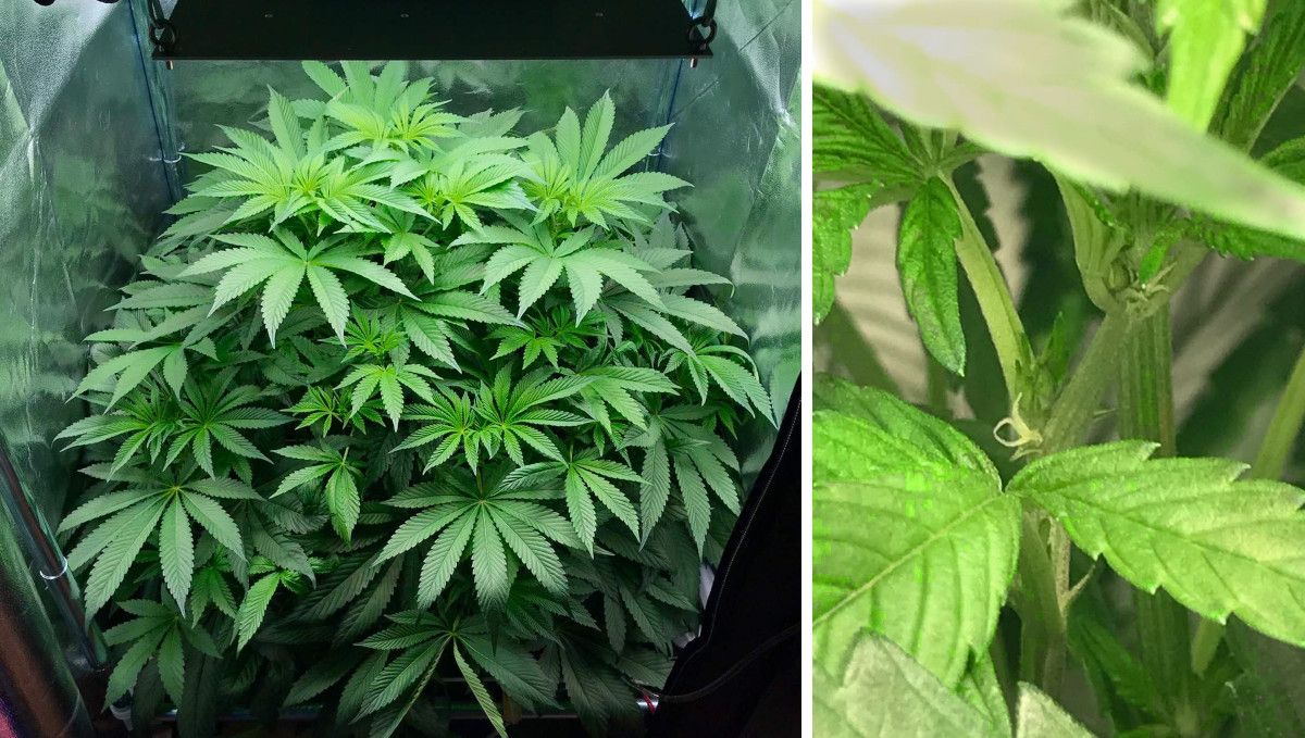 Vanilla Kush cannabis strain: transition (pre-flower) | week 7 Vanilla Kush cannabis strain: transition (pre-flower) | week 7