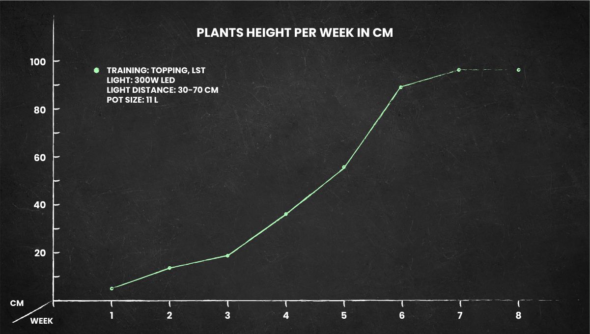 Skywalker OG Auto cannabis strain: height chart for the whole life cycle Skywalker OG Auto cannabis strain: height chart for the whole life cycle