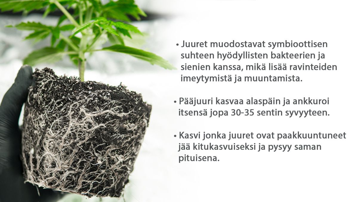 Paras ruukkukoko itsekukkiville: juuret