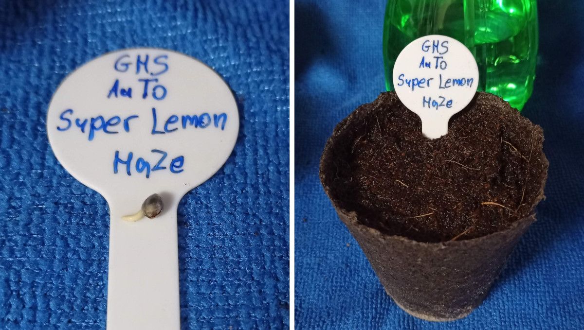 Super Lemon Haze Auto cannabis strain: germination and seedling stage | week 1 | a marijuana seed showing the taproot and a jiffy cup filled with moistened peat moss Super Lemon Haze Auto cannabis strain: germination and seedling stage | week 1 | a marijuana seed showing the taproot and a jiffy cup filled with moistened peat moss
