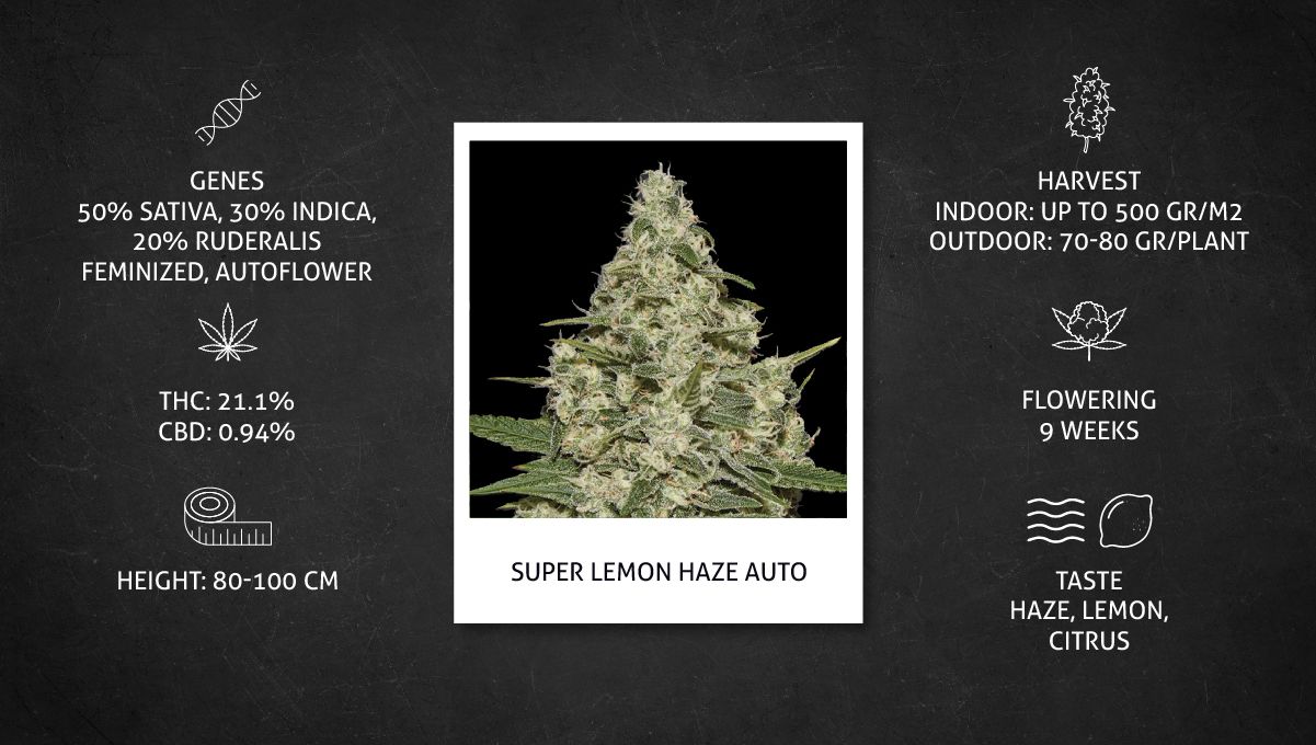 Super Lemon Haze Auto cannabis strain: specs sheet Super Lemon Haze Auto cannabis strain: specs sheet