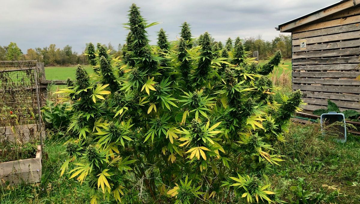 Your first grow setup: growing outdoors