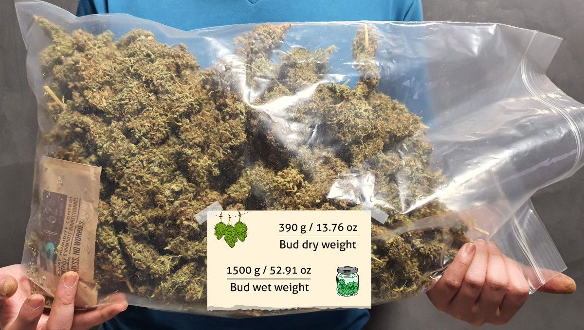 Pineapple Express Auto cannabis strain outcome: a man in T-shirt holding an enormous plastic bag with marijuana buds Pineapple Express Auto cannabis strain outcome: a man in T-shirt holding an enormous plastic bag with marijuana buds