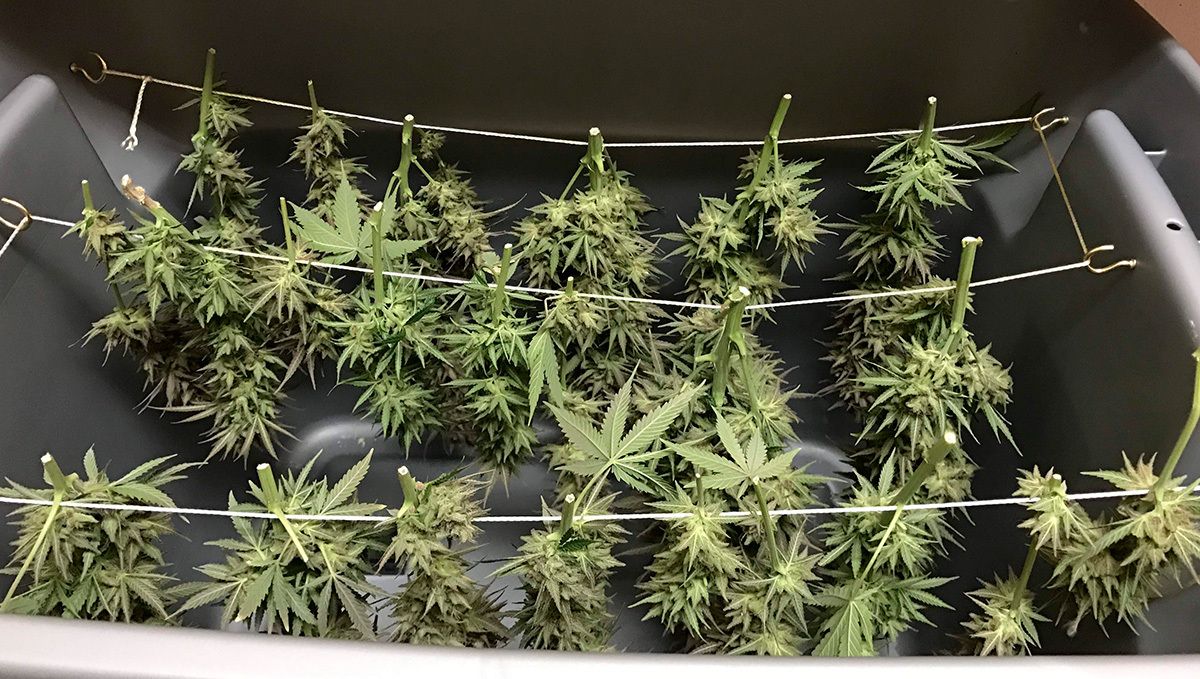 Das Trocknen unter ungünstigen Bedingungen kann dazu führen, dass das Gras wie Heu schmeckt, also sorge dafür, dass die Bedingungen optimal sind. Das Trocknen unter ungünstigen Bedingungen kann dazu führen, dass das Gras wie Heu schmeckt, also sorge dafür, dass die Bedingungen optimal sind.