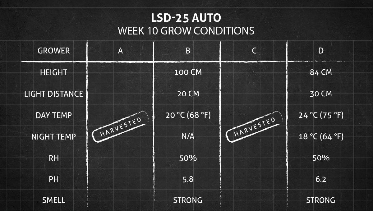 LSD-25 Auto cannabis strain: weeks 10+ grow conditions