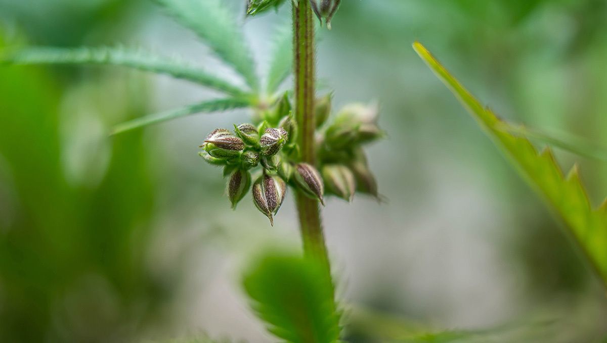 Die erste autoflowering Genetik waren männliche Pflanzen Die erste autoflowering Genetik waren männliche Pflanzen