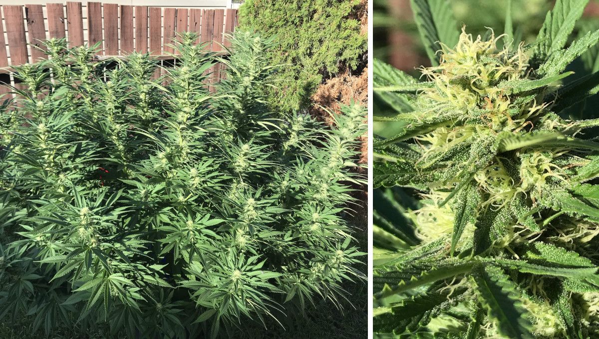 Gorilla Cookies FF cannabis strain: mid flower (bulk phase) | a medium tall bushy plant in a backyard and a closeup of its frosty top Gorilla Cookies FF cannabis strain: mid flower (bulk phase) | a medium tall bushy plant in a backyard and a closeup of its frosty top