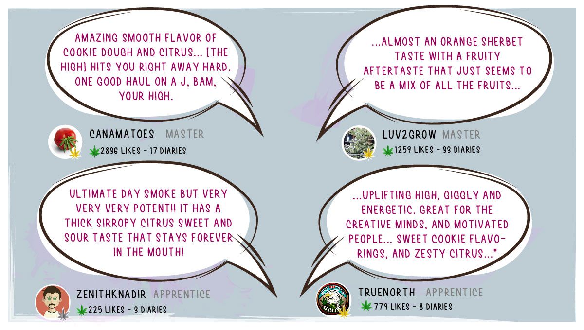 Gelato Auto Cannabis Strain Week-by-Week Guide: Smoke report Gelato Auto Cannabis Strain Week-by-Week Guide: Smoke report