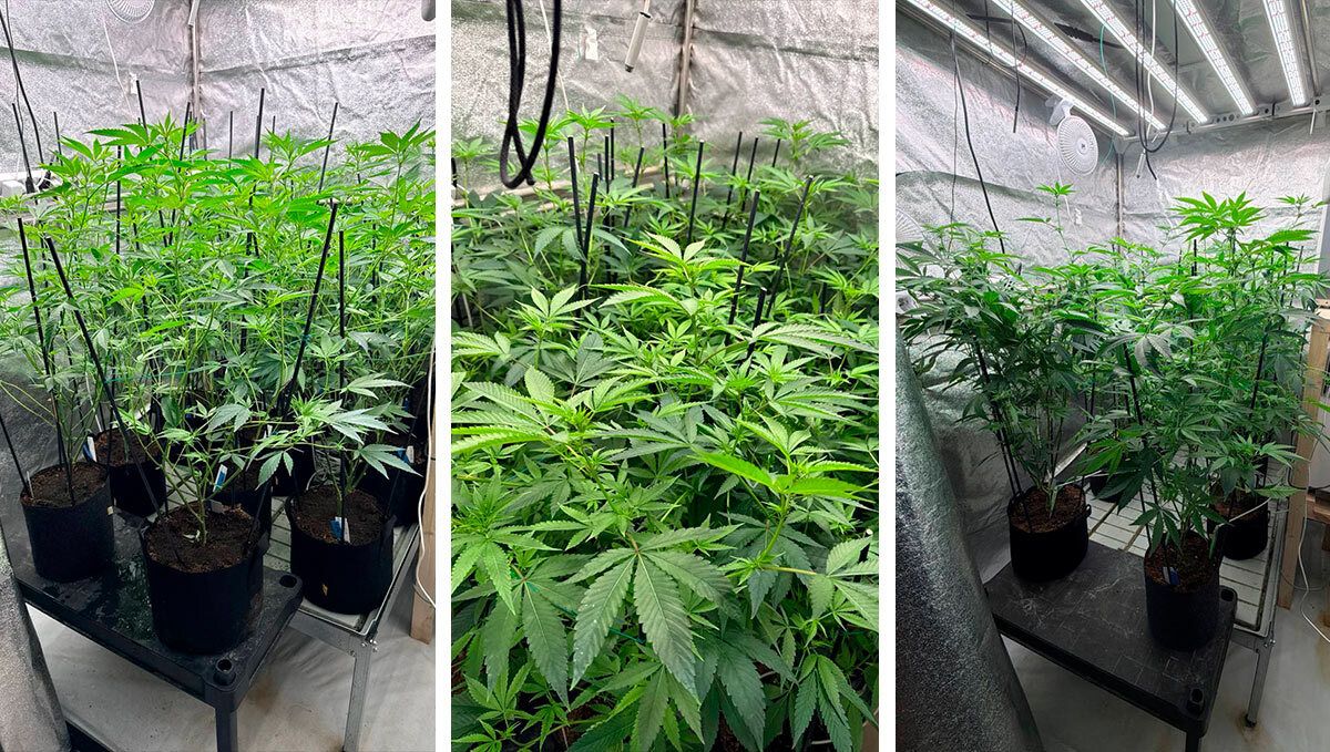 Males progress 2