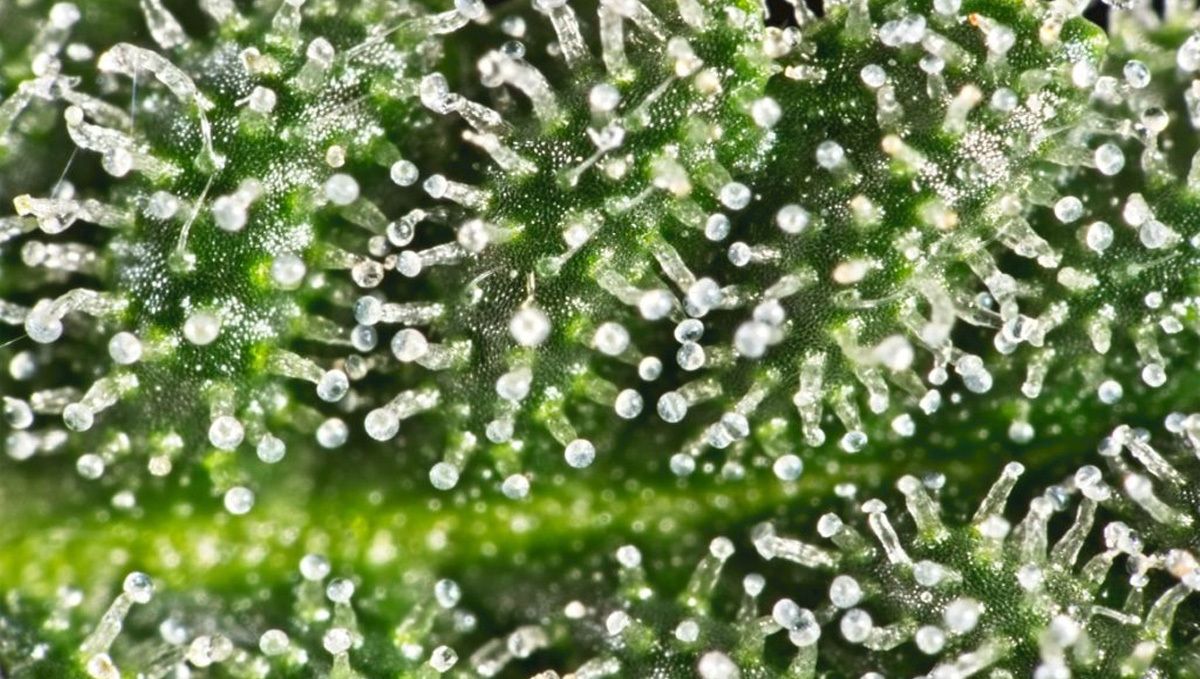 How to increase THC in cannabis plants: trichomes How to increase THC in cannabis plants: trichomes