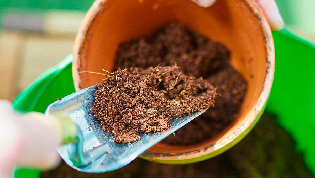 How to grow autos in coco coir: flushing