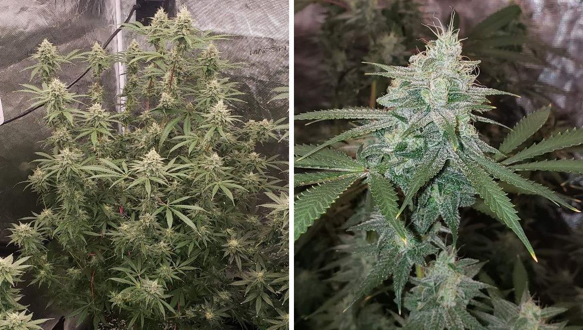 Tropicana Cookies FF cannabis strain: mid flower (bulk phase) | weeks 10-11 | a tall bushy plant with many colas and a closeup of one of these colas drenched in resin and covered in white pistils