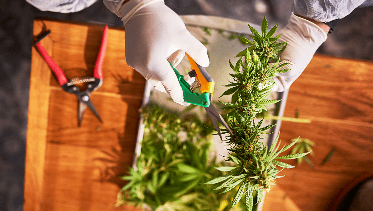 Wie man Autoflowering-Cannabissamen im Freien anbaut: Ernte und Trocknung