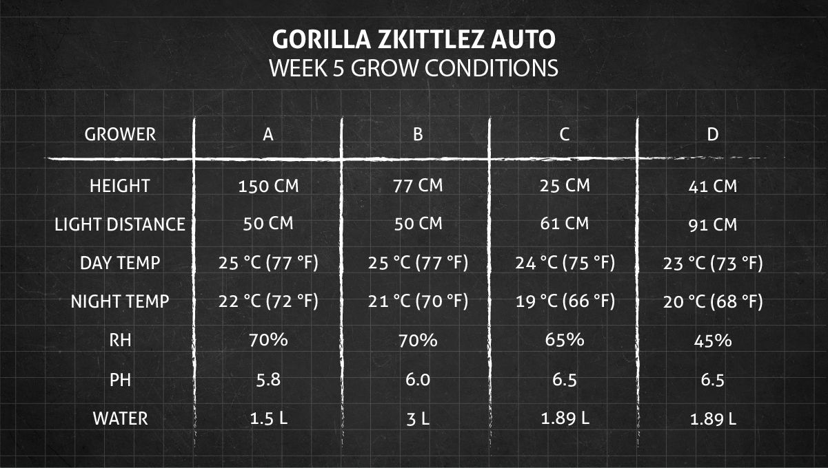 Gorilla Z Auto cannabis strain: week 5 grow conditions