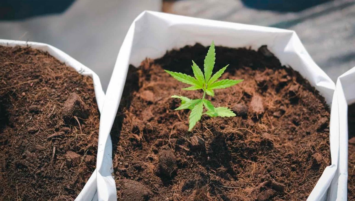 The history of the z autoflowering strain The history of the z autoflowering strain