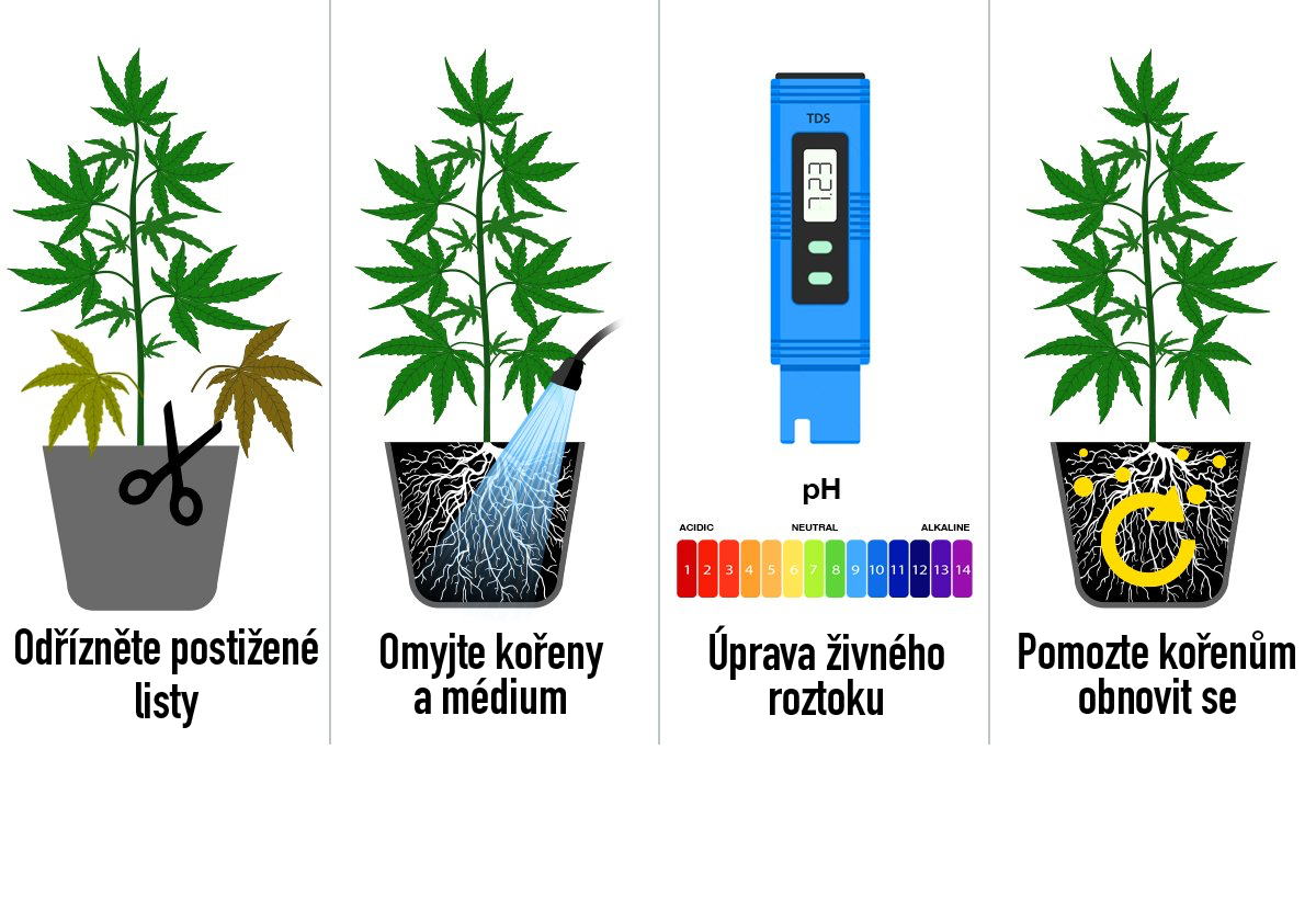 Co je překrmování: 4 kroky, jak se vypořádat s popáleninami od dusíku Co je překrmování: 4 kroky, jak se vypořádat s popáleninami od dusíku