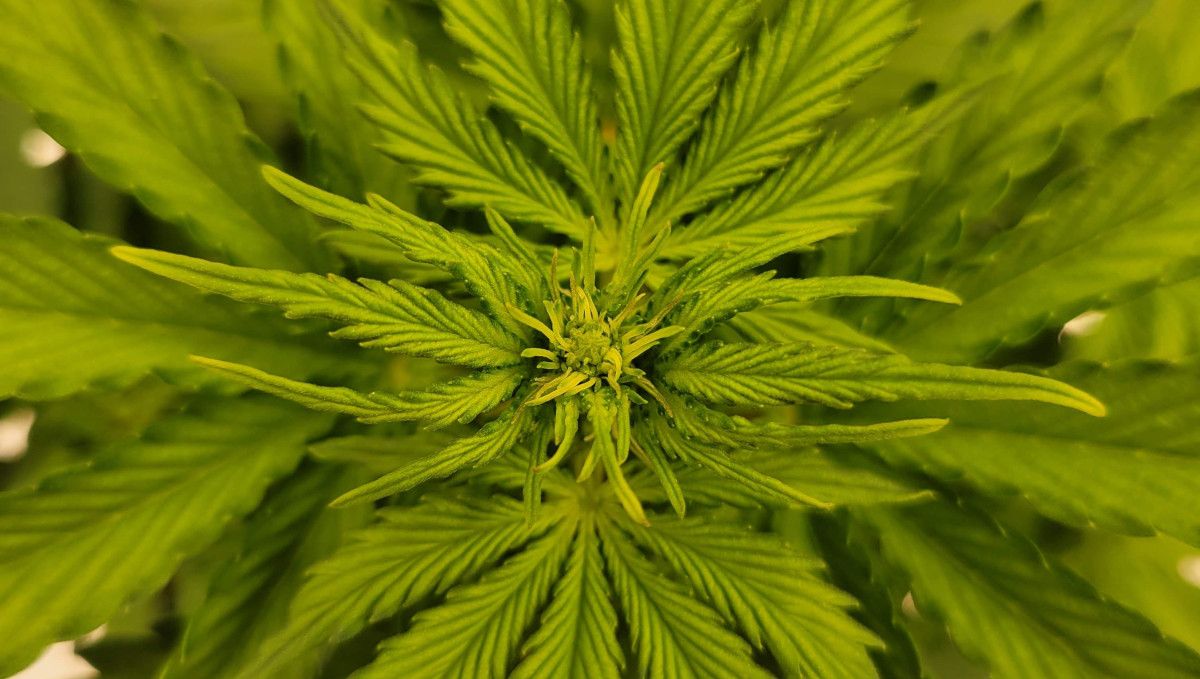 Gorilla Punch Auto cannabis strain: mid veg | weeks 3-4 | the top of a plant with new leaves becoming bristly