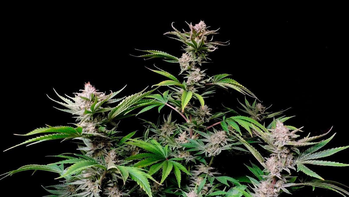 15 Best Strains for Male Arousal in 2022: Wedding Cake